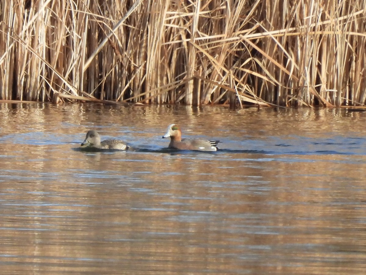 Eurasian x American Wigeon (hybrid) - ML646975554