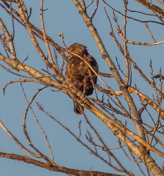 Buse variable - ML646975555