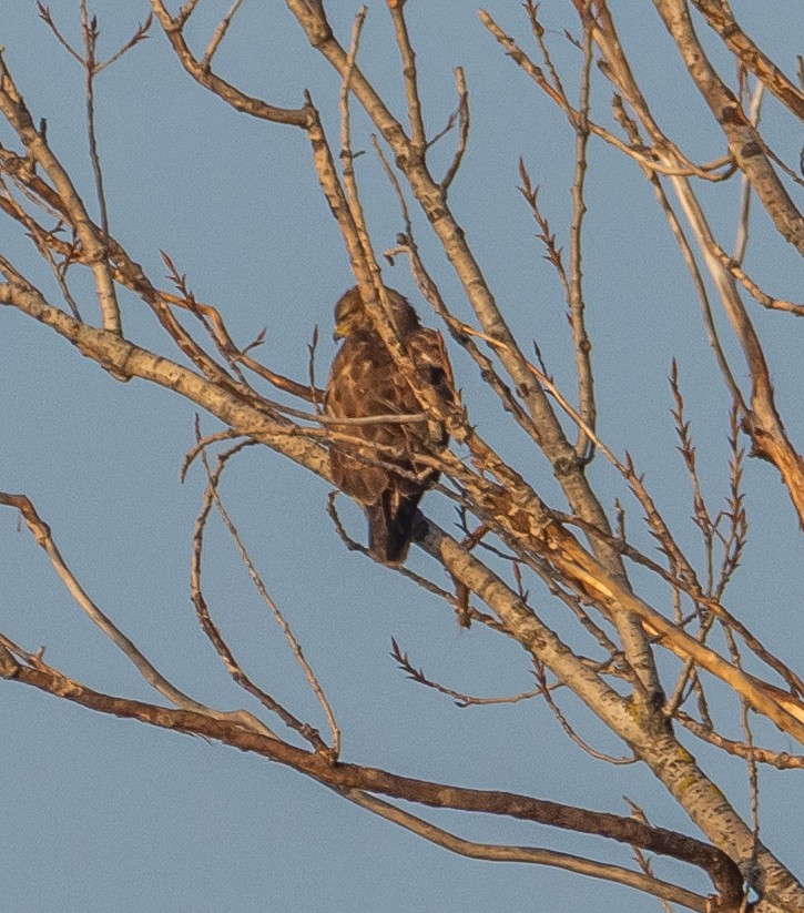 Buse variable - ML646975556