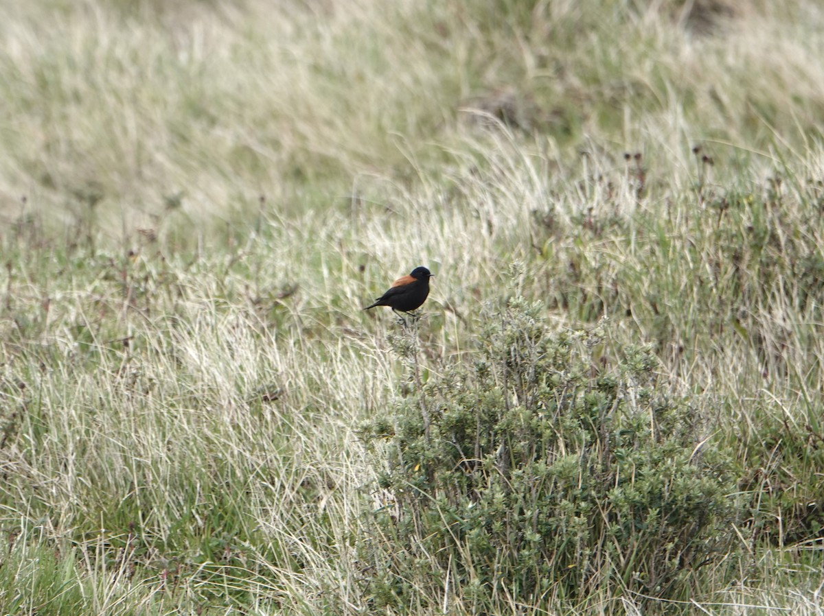 Austral Negrito - ML646975557