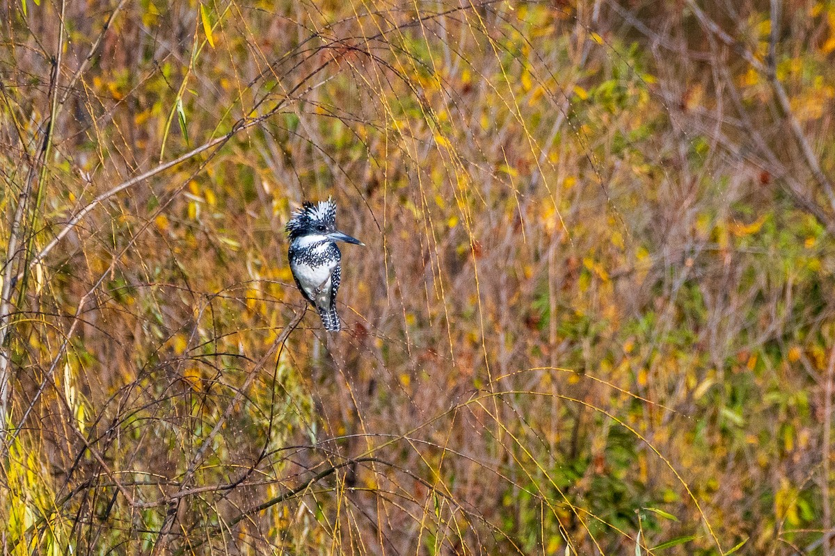 Crested Kingfisher - ML646975558