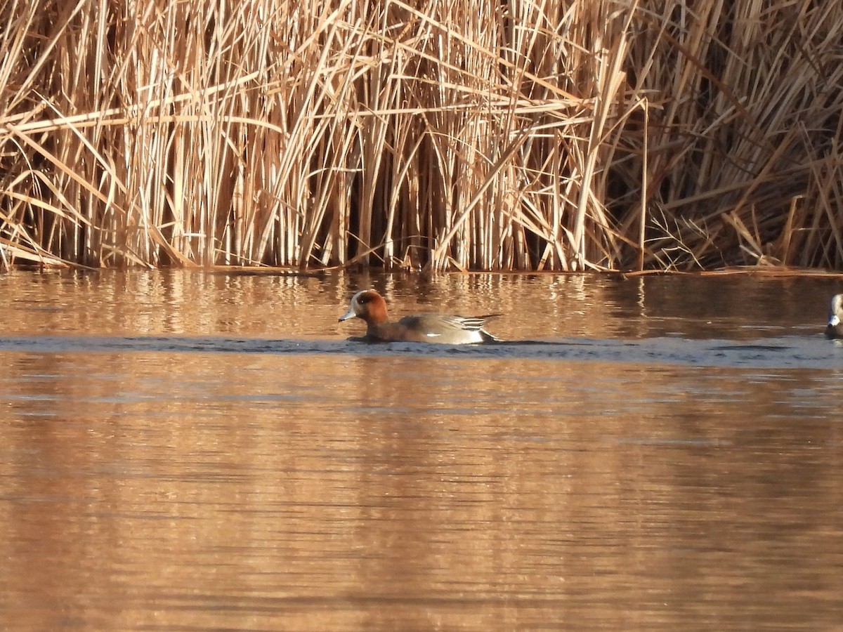 Eurasian x American Wigeon (hybrid) - ML646975562