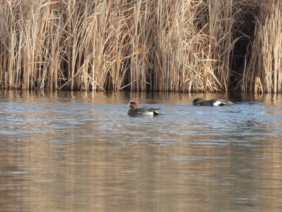 Eurasian x American Wigeon (hybrid) - ML646975563