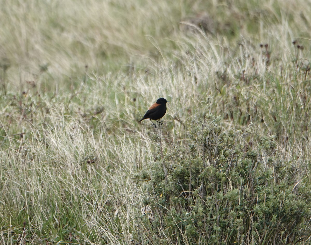 Austral Negrito - ML646975565