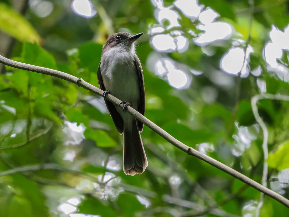 Porto Riko Sinekkapanı - ML646975566