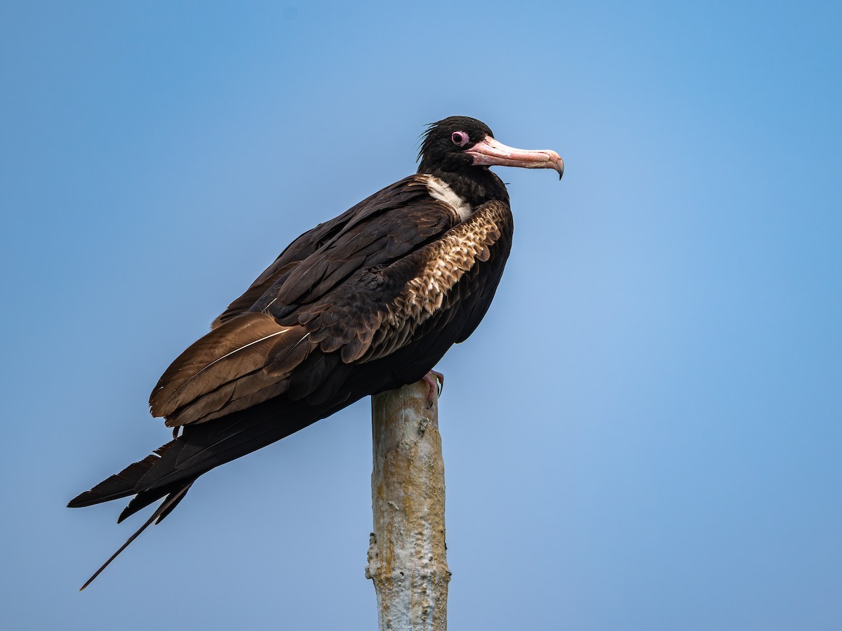 Christmas Island Frigatebird - ML646975567