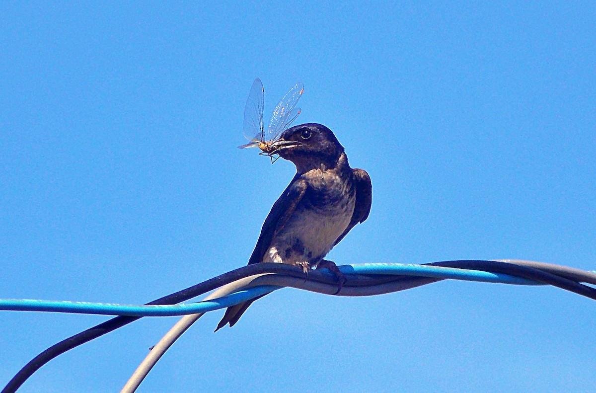 Gray-breasted Martin - ML646975568