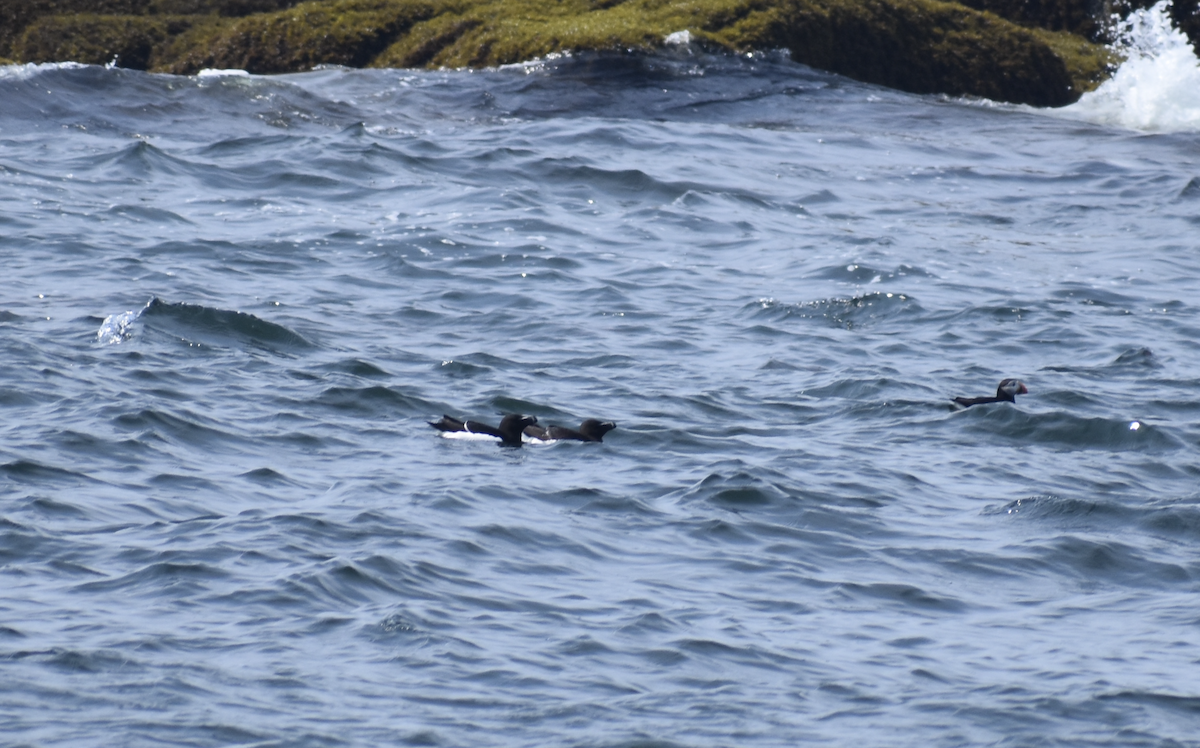 Razorbill - ML646975569