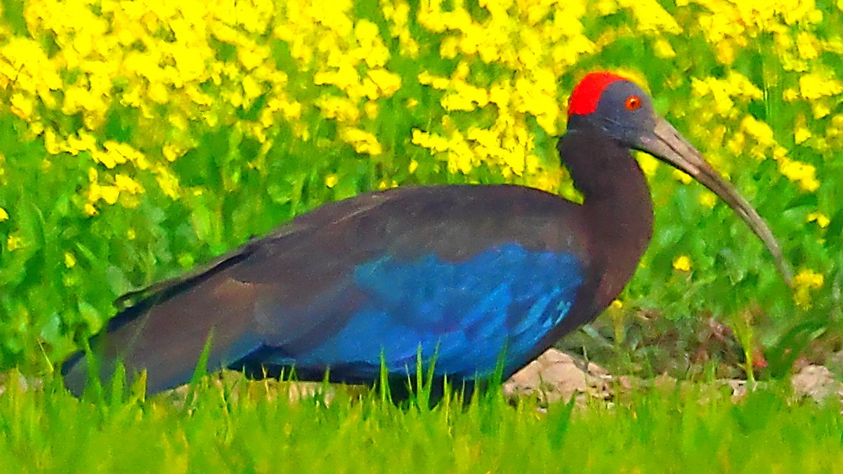 ibis bradavičnatý - ML646975572