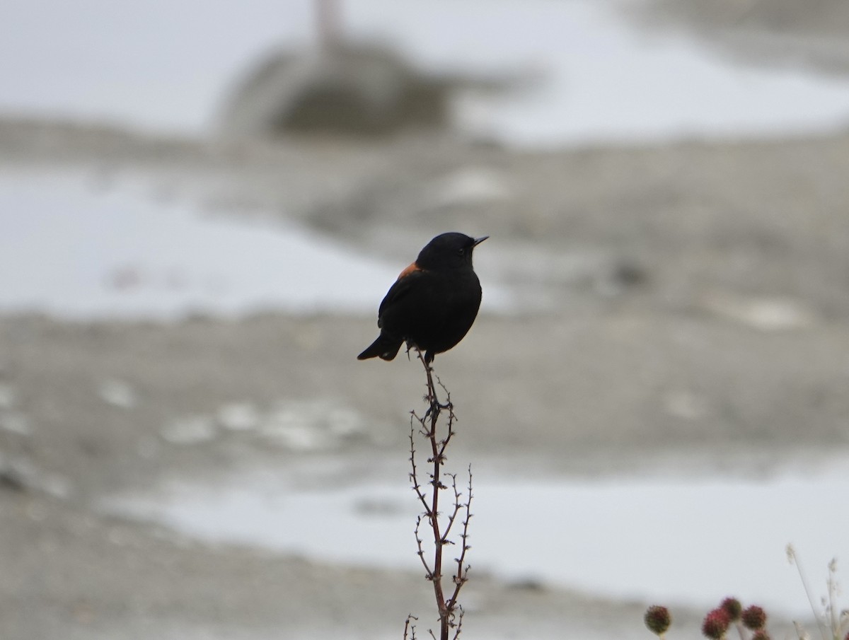 Austral Negrito - ML646975573