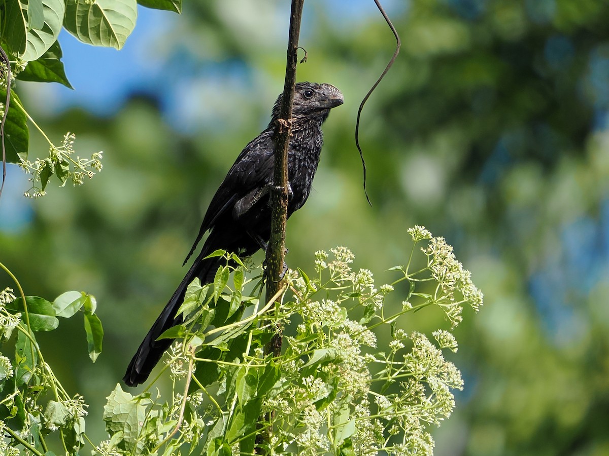 Düz Gagalı Ani - ML646975575