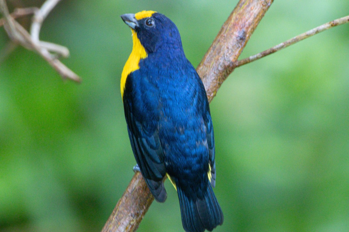 Violaceous Euphonia - ML646975577