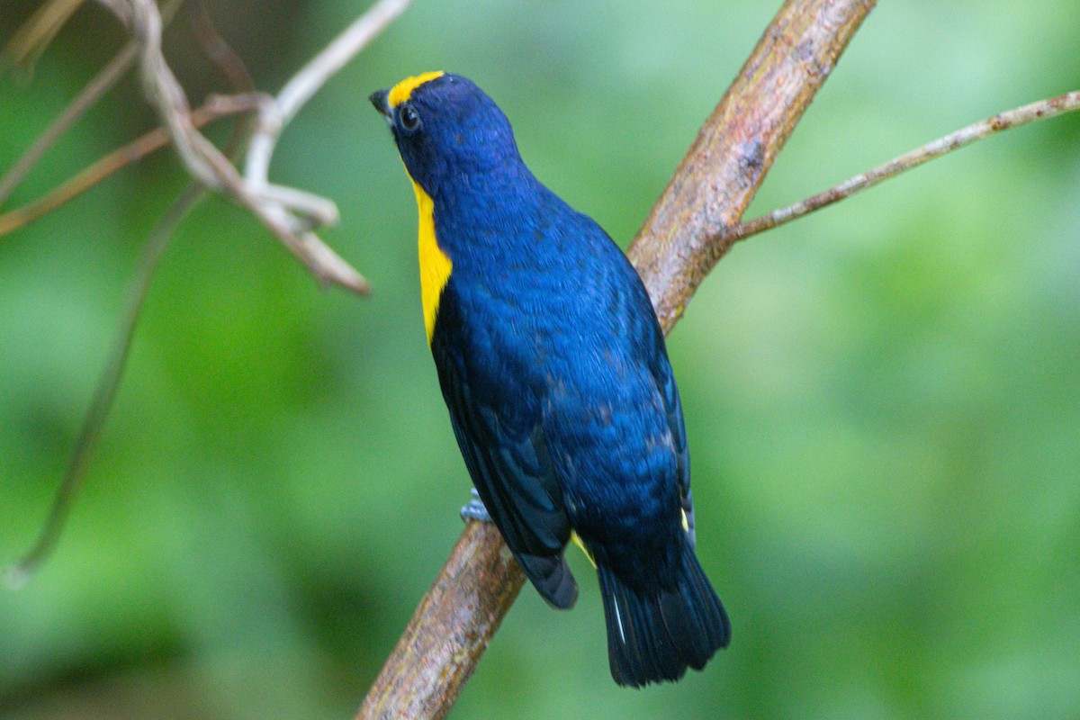 Violaceous Euphonia - ML646975578