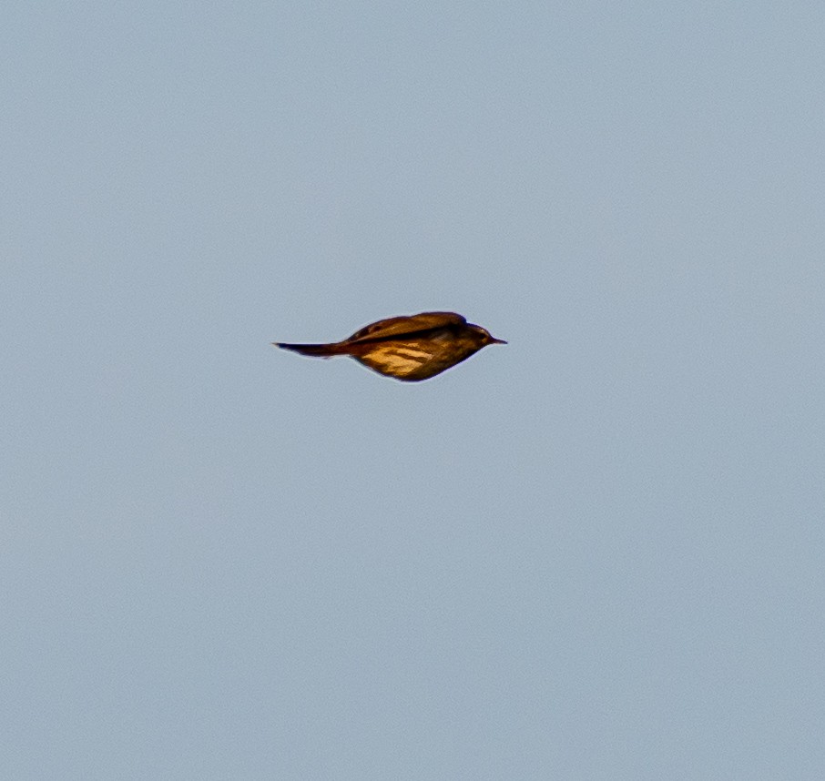 Pipit spioncelle - ML646975580