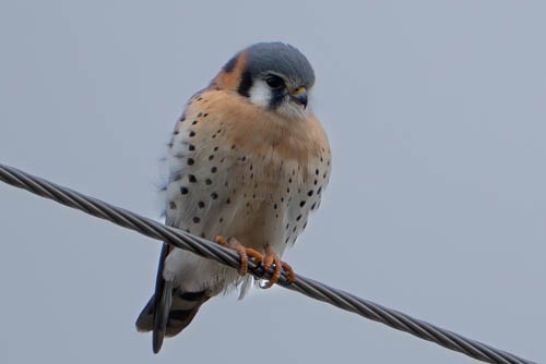 Buntfalke - ML646975582