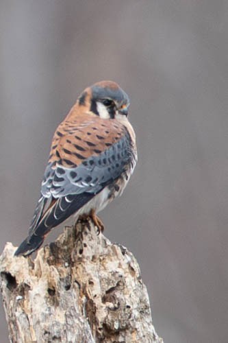 Buntfalke - ML646975583