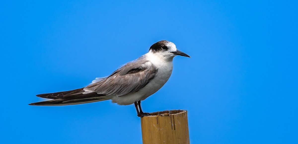 Common Tern - ML646975584