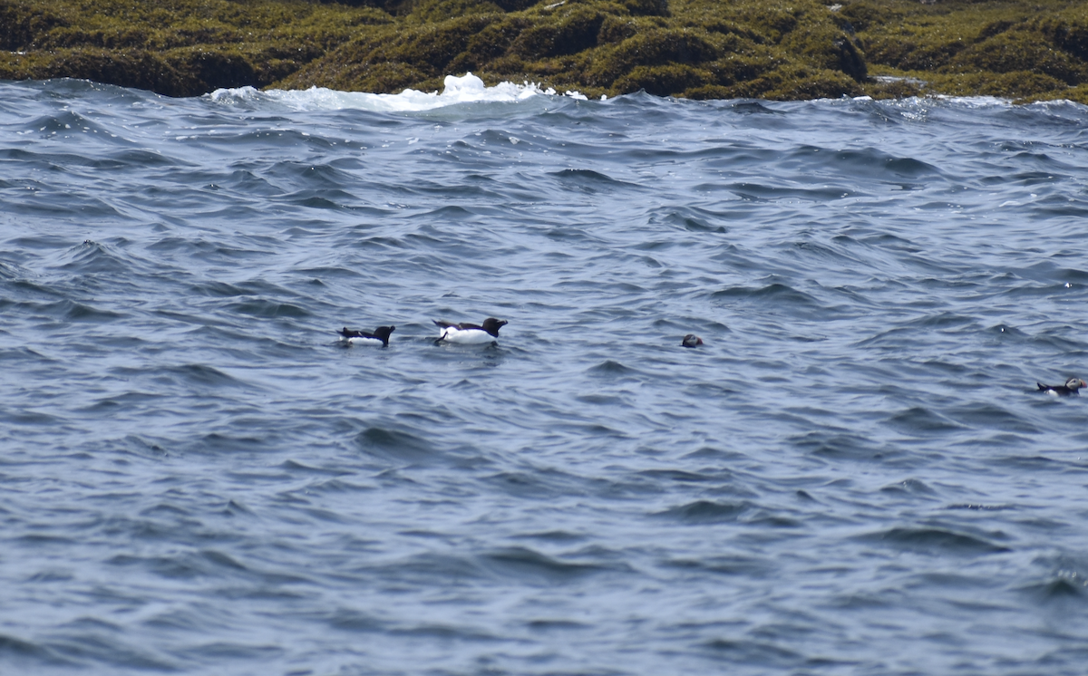 Razorbill - ML646975585