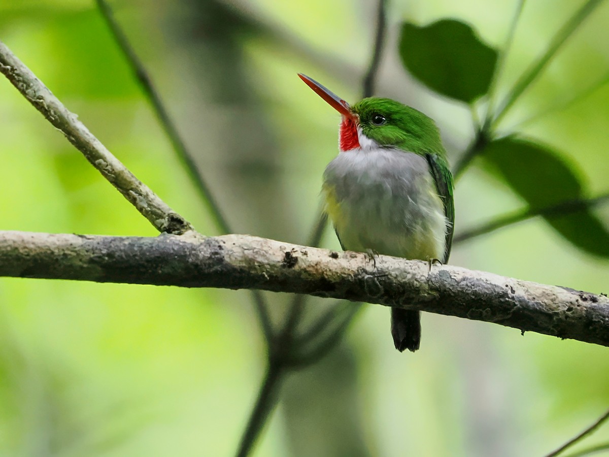 Porto Riko Todisi - ML646975586