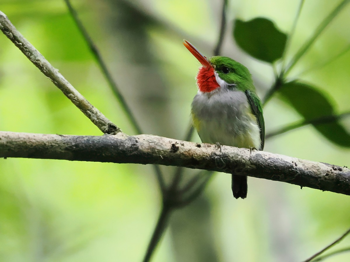 Porto Riko Todisi - ML646975587