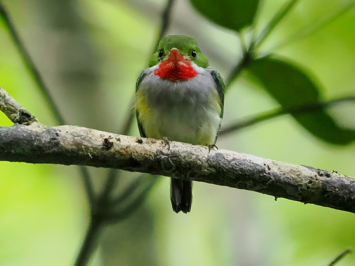 Porto Riko Todisi - ML646975588