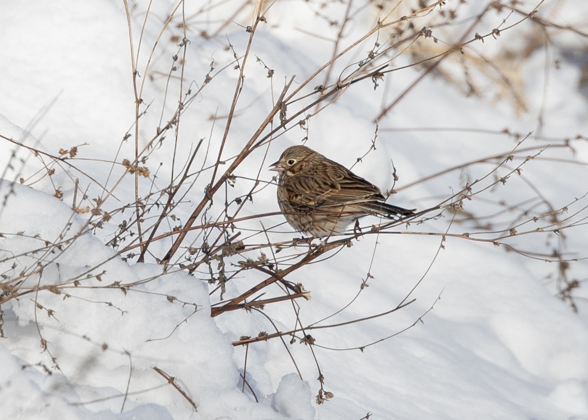 vesperspurv - ML646975590