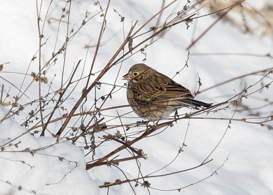 vesperspurv - ML646975591