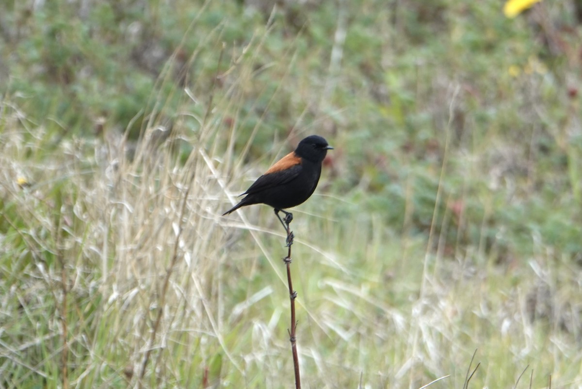 Austral Negrito - ML646975592