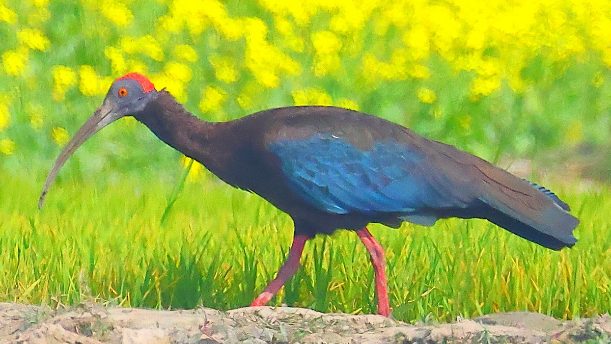 ibis bradavičnatý - ML646975593