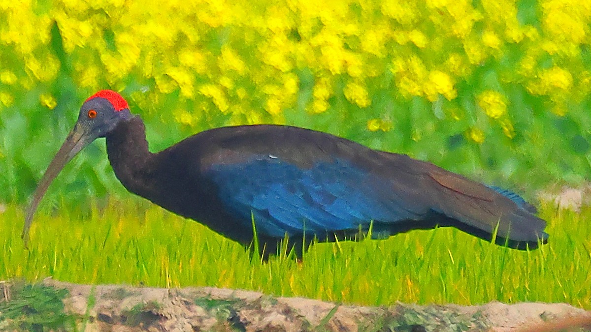 ibis bradavičnatý - ML646975594