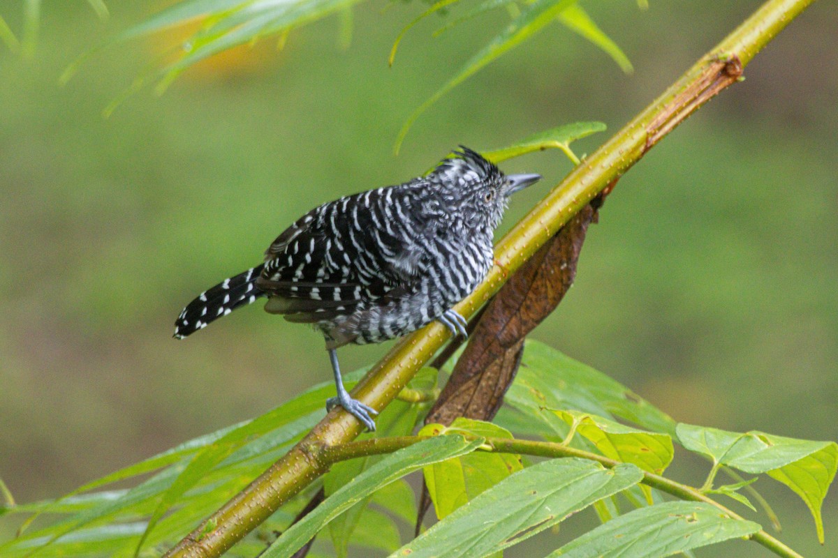 Bindenameisenwürger - ML646975596