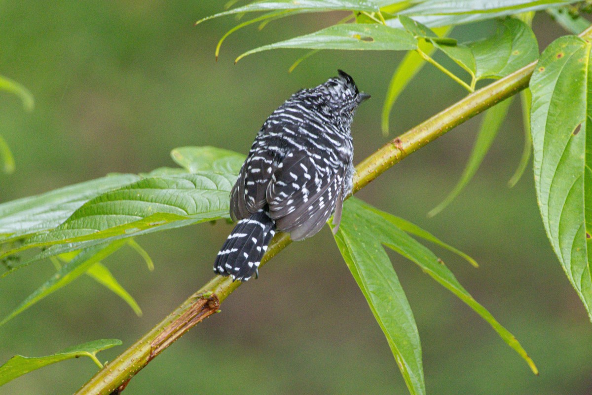 Bindenameisenwürger - ML646975598