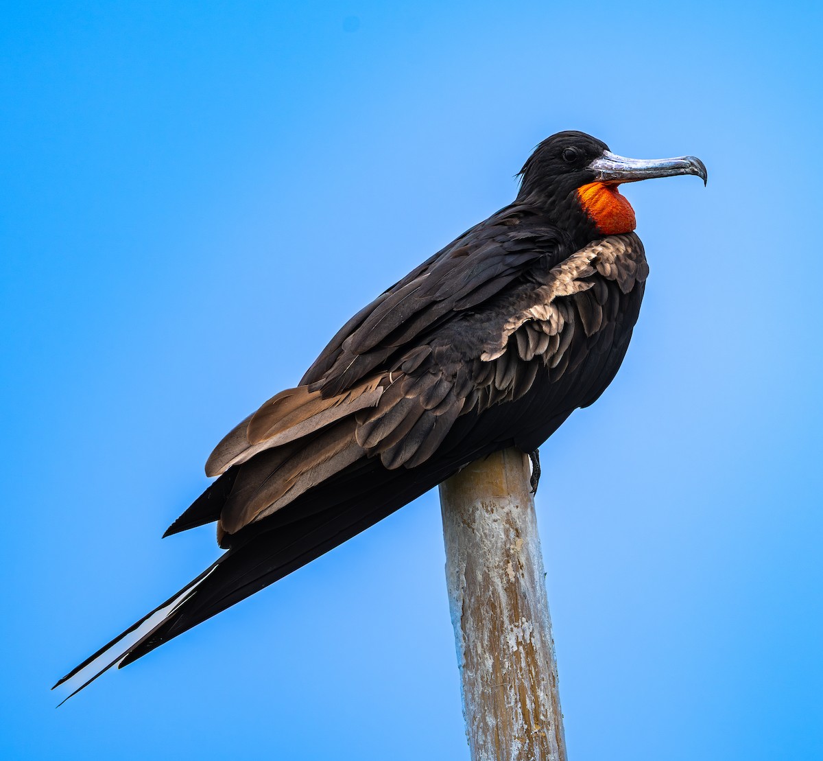 Большой фрегат - ML646975601