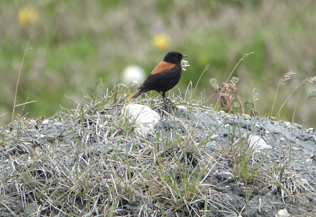 Austral Negrito - ML646975603