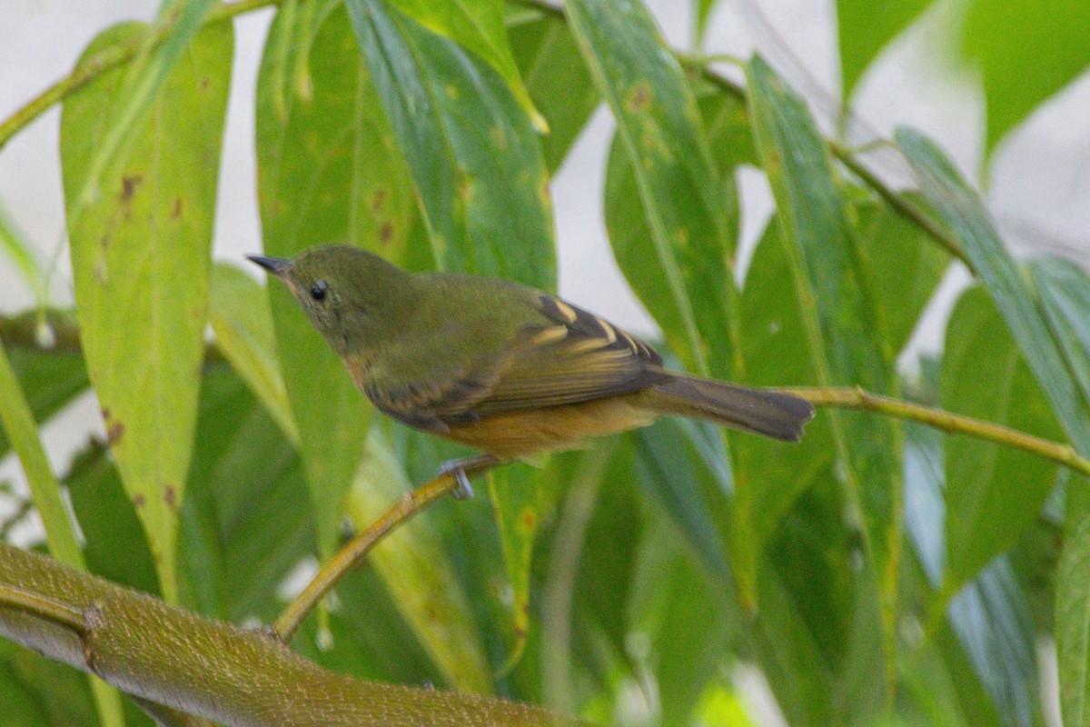 Pipromorphe roussâtre - ML646975604