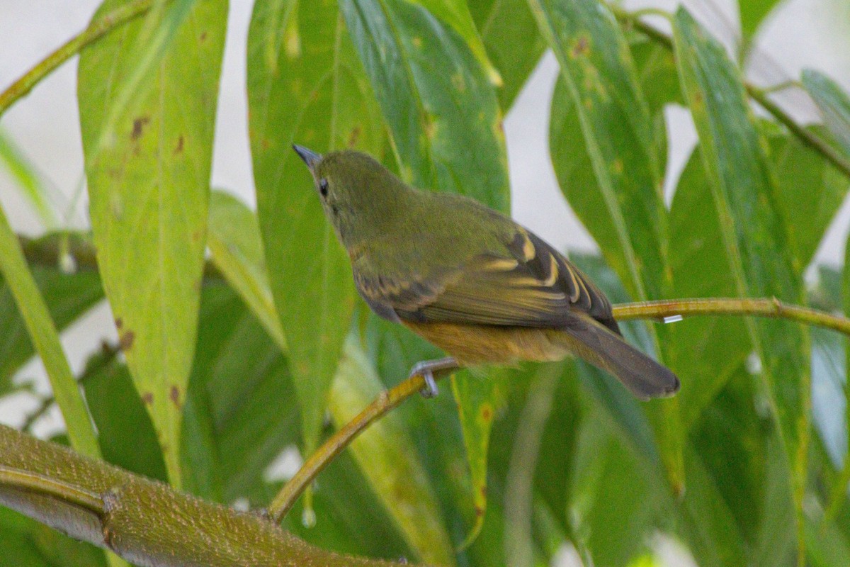 Pipromorphe roussâtre - ML646975605