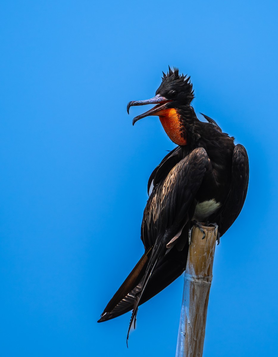 Большой фрегат - ML646975606