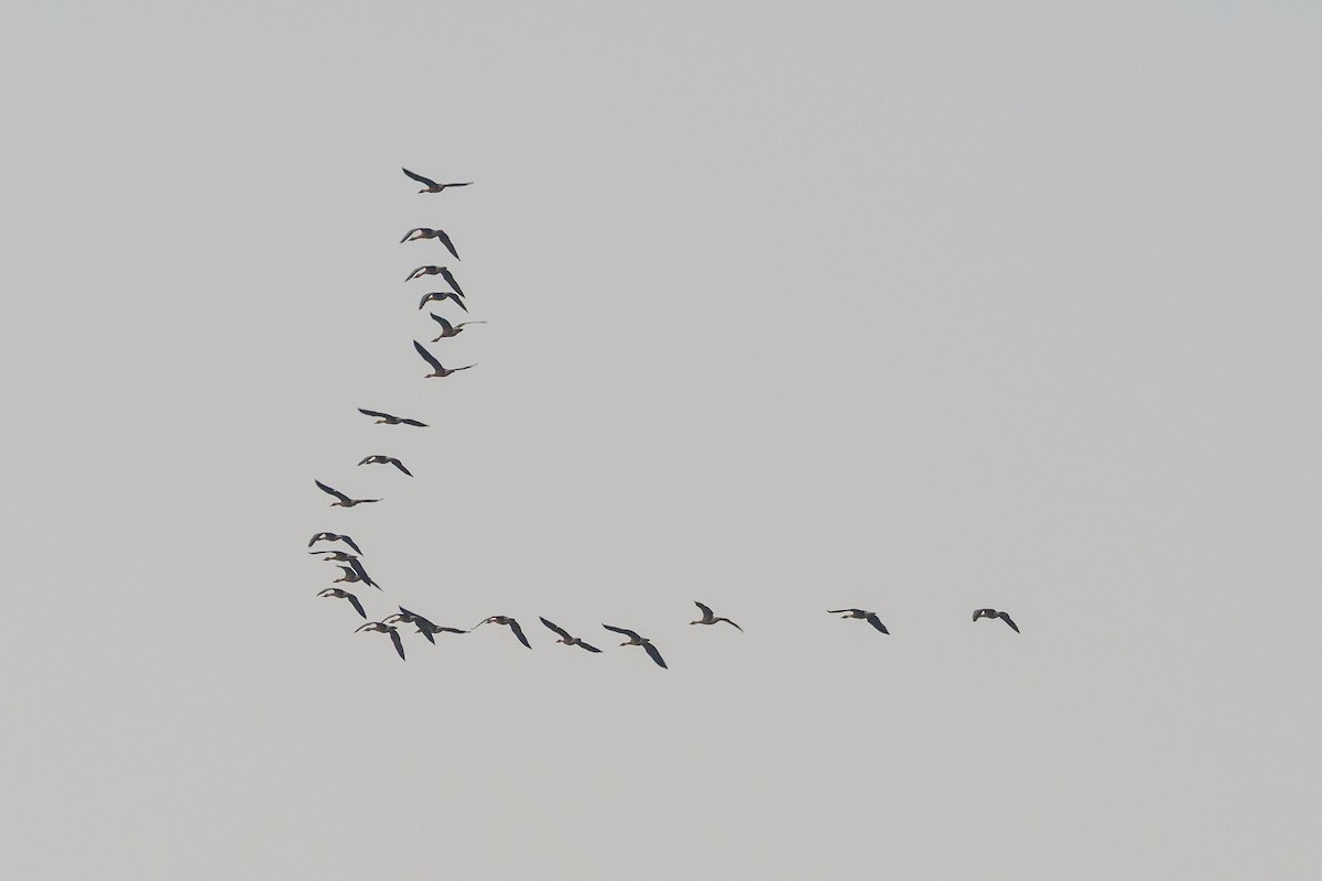 Ánsar Cisnal - ML646975607