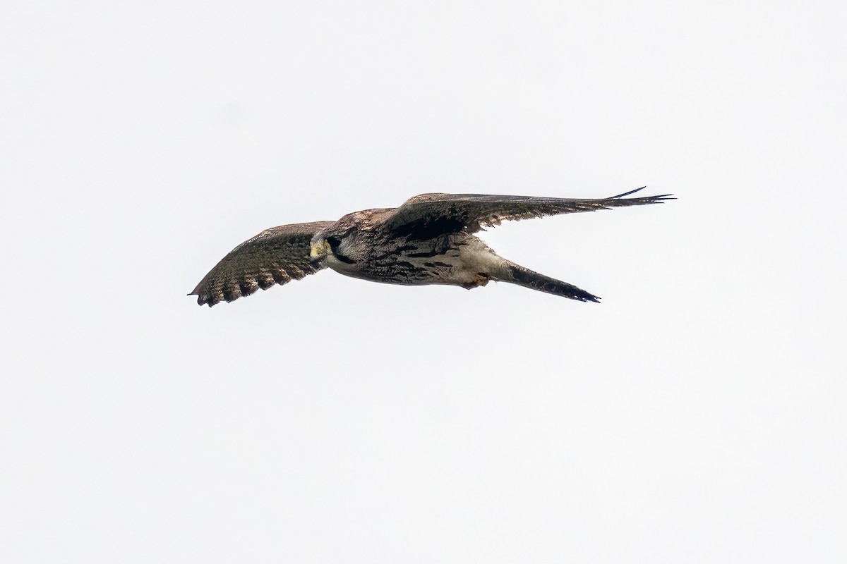 poštolka obecná - ML646975608