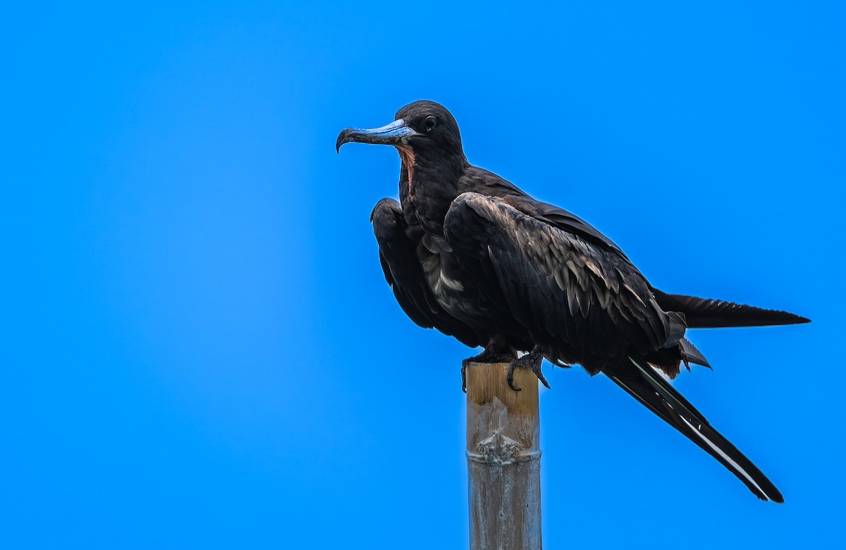 Большой фрегат - ML646975612