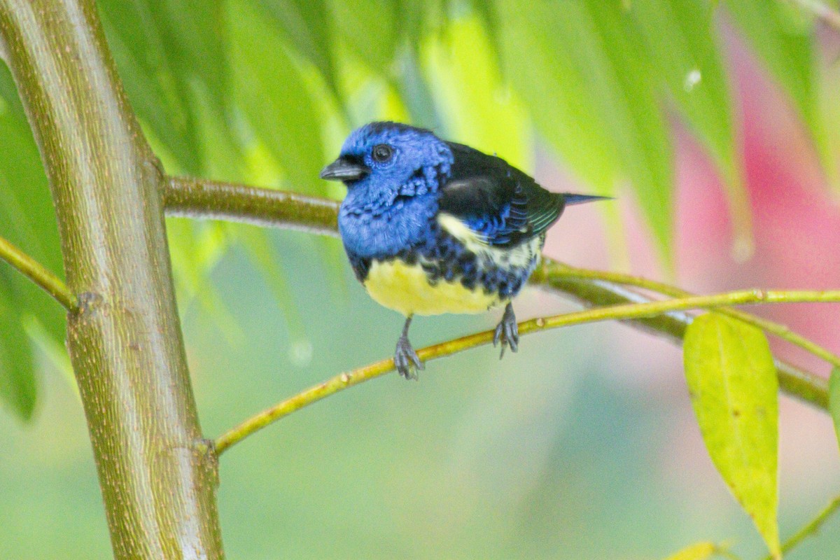 Calliste diable-enrhumé - ML646975613