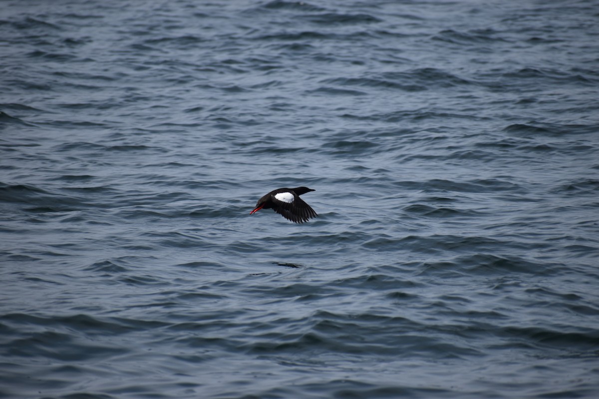 Black Guillemot - ML646975614