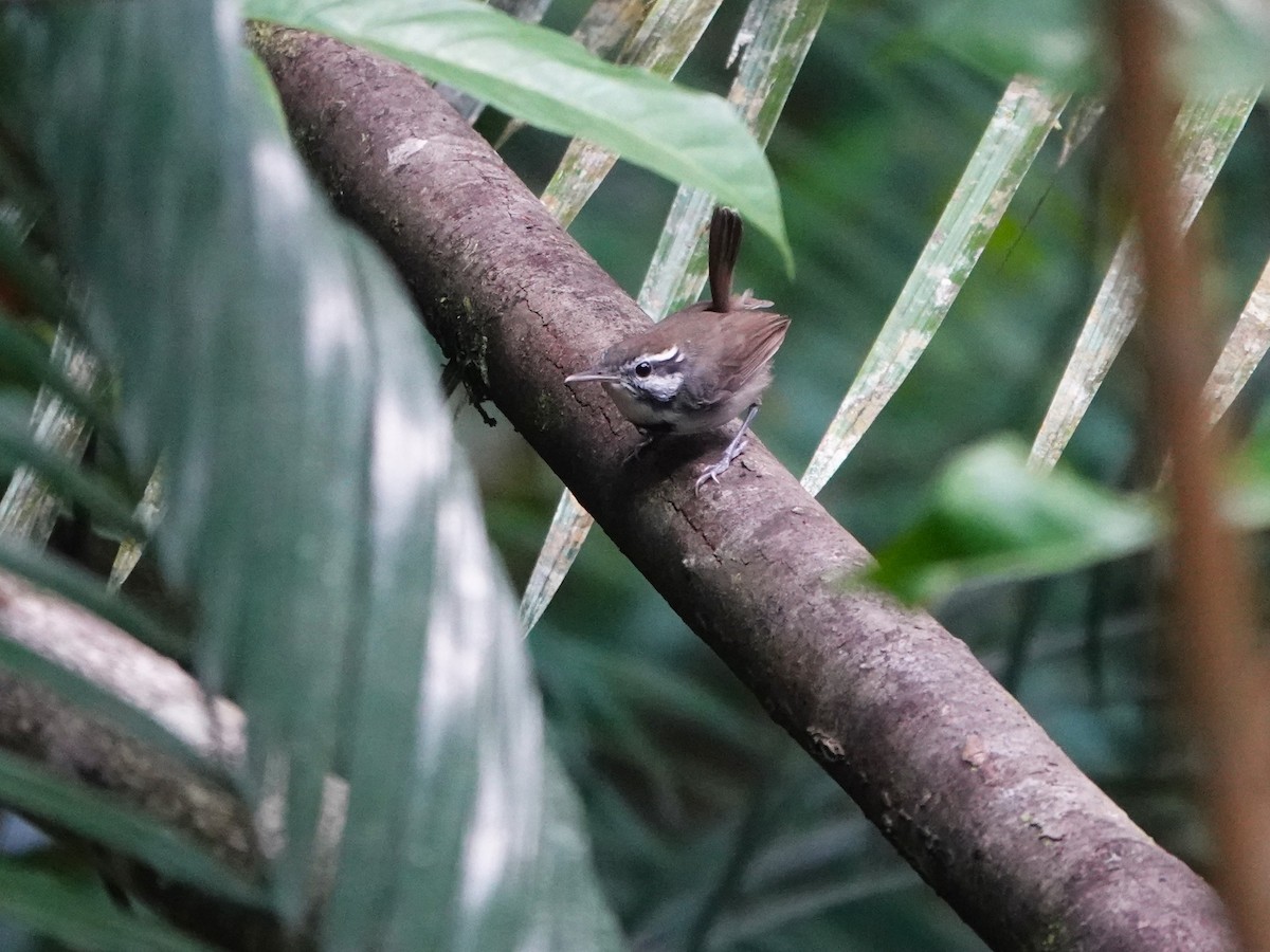 Collared Gnatwren - ML646975616