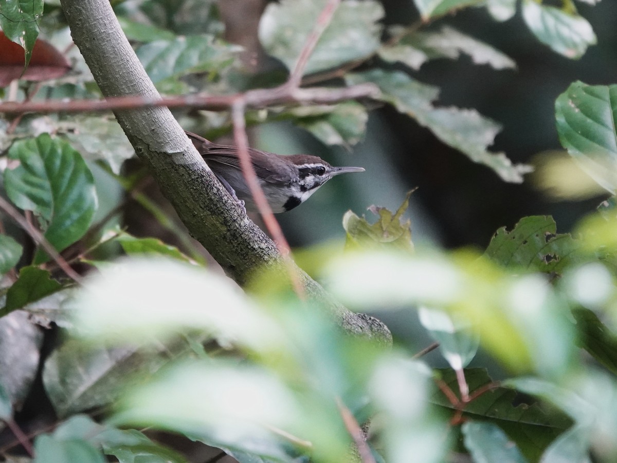 Collared Gnatwren - ML646975617