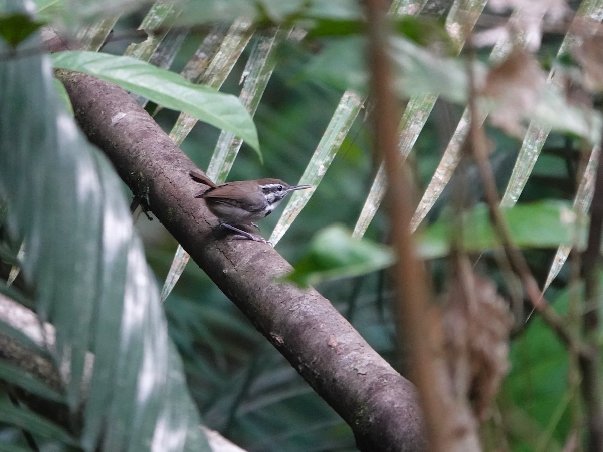 Collared Gnatwren - ML646975618
