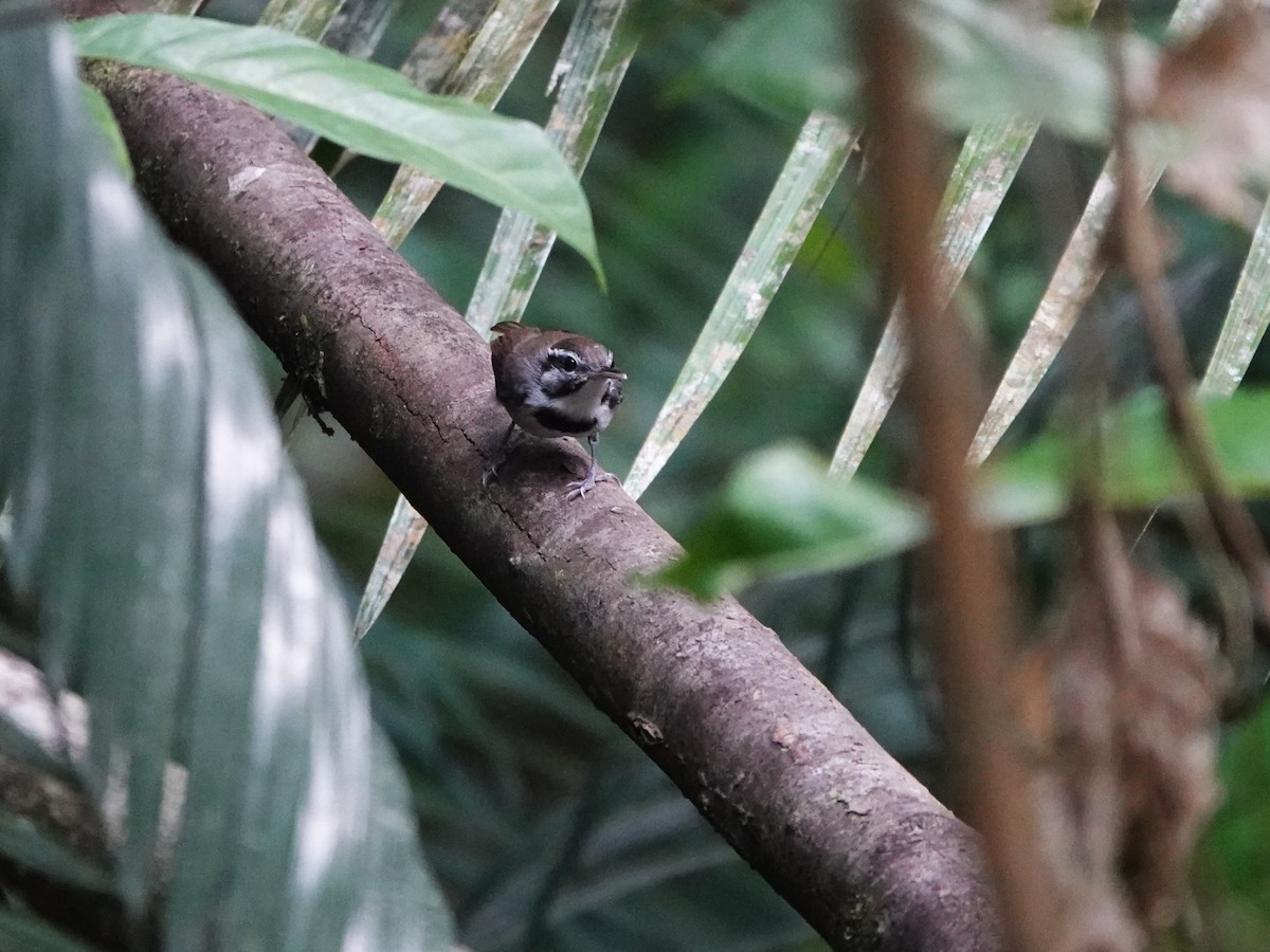 Collared Gnatwren - ML646975619