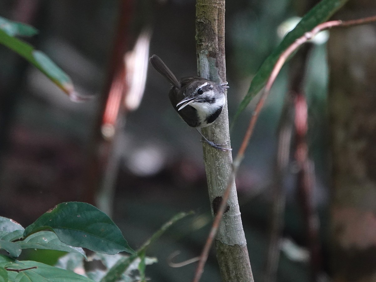 Collared Gnatwren - ML646975620