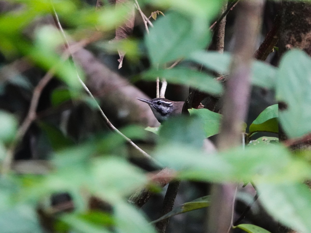 Collared Gnatwren - ML646975621