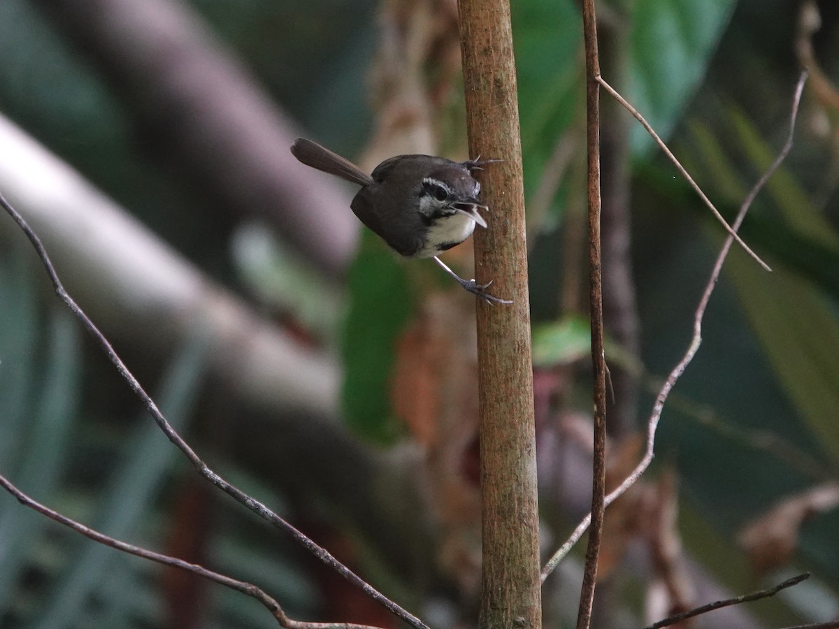 Collared Gnatwren - ML646975622
