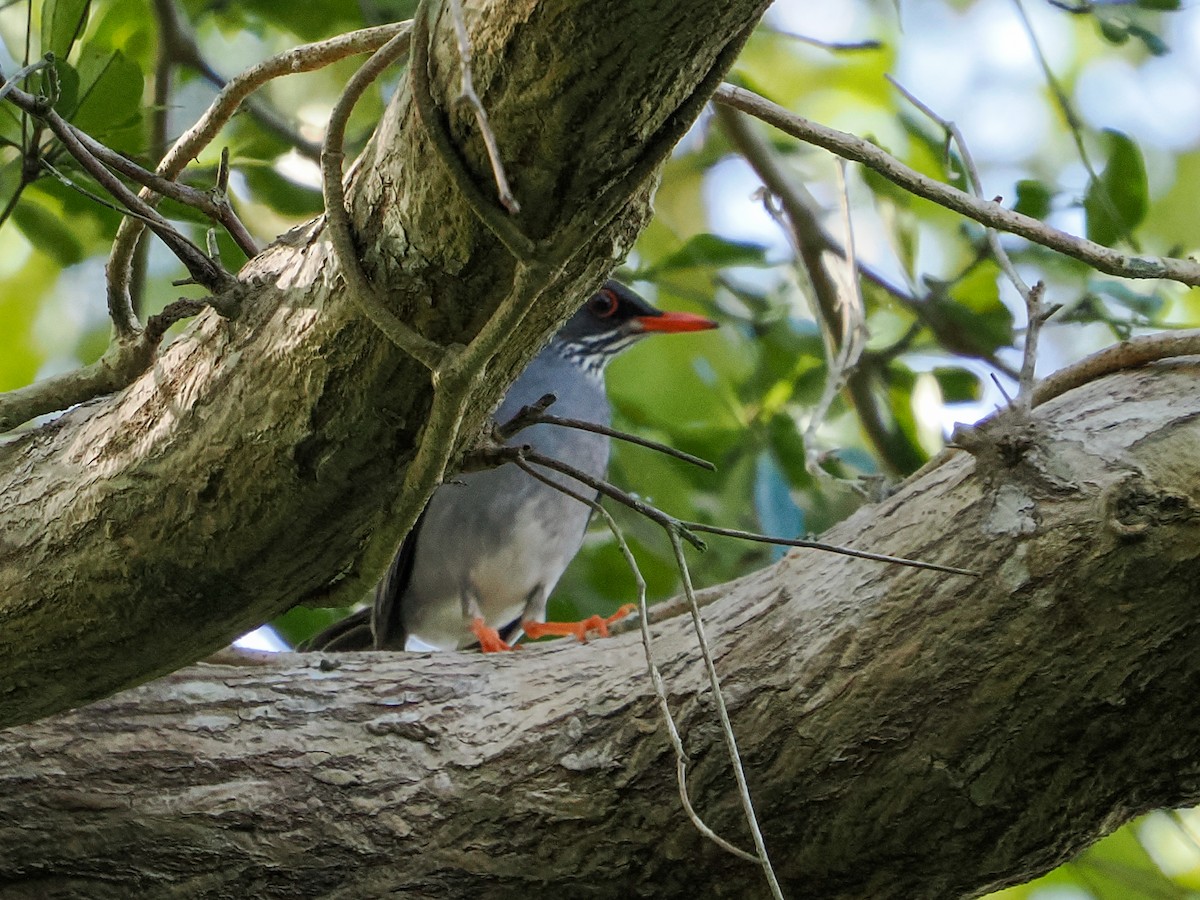 Doğulu Kırmızı Bacaklı Ardıç - ML646975623